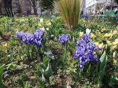 March 10 flowering status