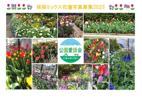 Bolbo mistura canteiro de flores fotografia oferta 2023