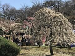 大倉山公園の梅の写真