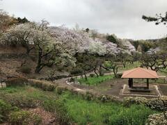 大倉山公園の桜の写真