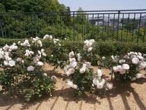 都筑中央公園のバラ（はまみらい）の写真２