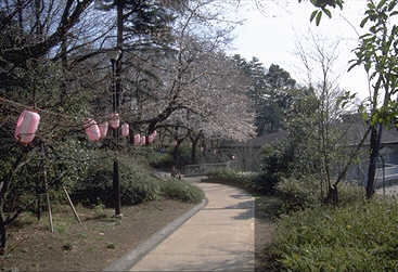 綱島公園　風景