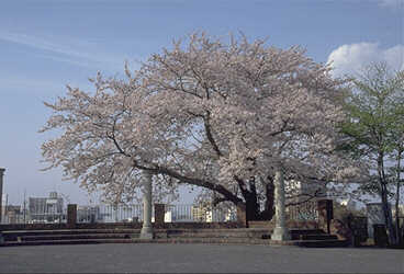 元町百段公園　桜