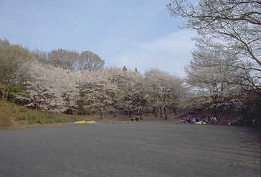 桜台公園　風景