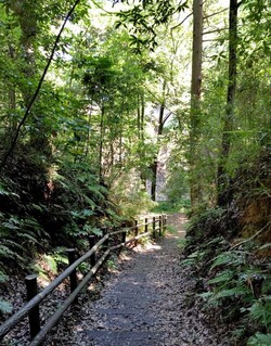 木陰の林道の写真です。