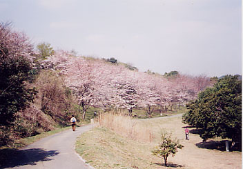 横浜自然観察の森の春の写真