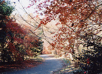 横浜自然観察の森の秋の写真