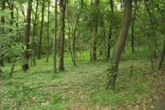 Photograph of Forest at Headwaters