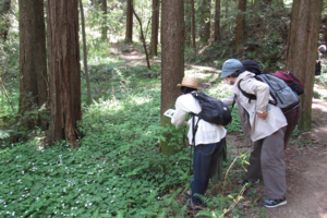 【NEW】野草にしたしもう！