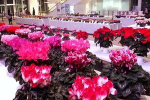 【NEW】第54回横浜花き展覧会