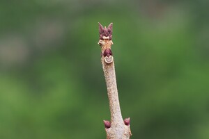 【NEW】冬芽の観察会