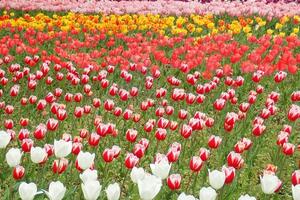 【NEW】第48回よこはま花と緑のスプリングフェア2026