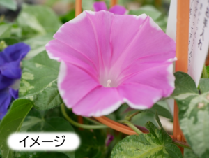 【NEW】アサガオ苗無料配布イベント
