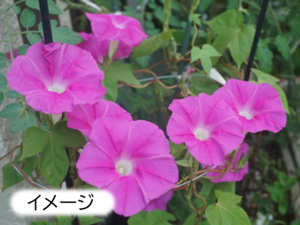 【NEW】アサガオ苗無料配布イベント（戸塚区）