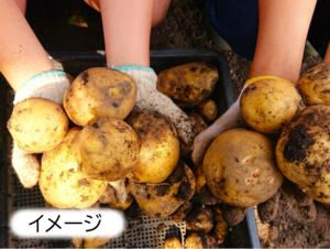 【NEW】じゃがいも収穫イベント