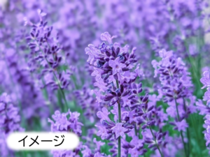 ラベンダーとローズマリー摘み取りイベント
