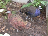male and female of Congo Peacock