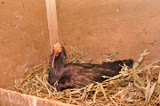 抱卵中の親鳥の写真