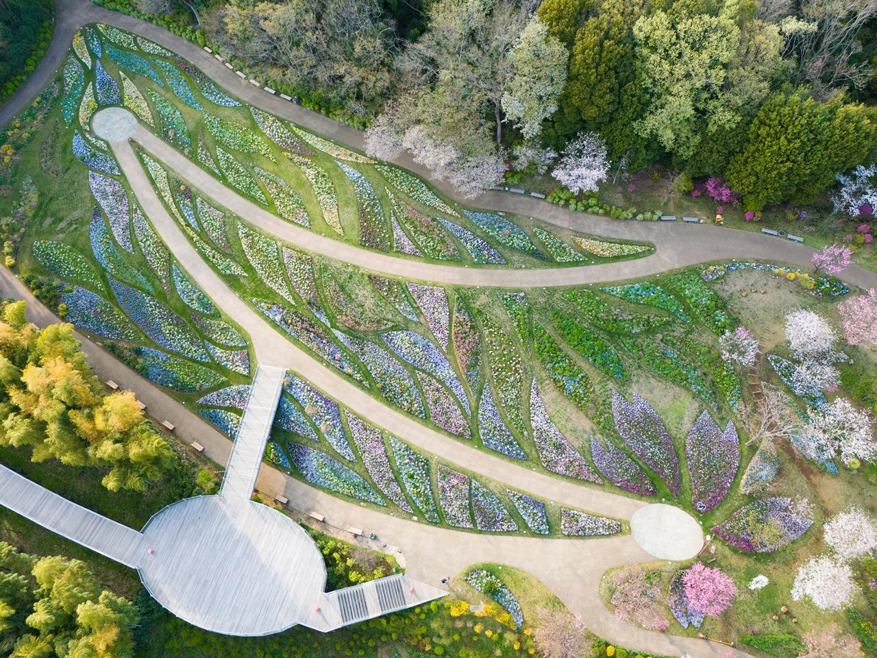 里山ガーデンフェスタの大花壇の全景を上空から撮影した写真です。（2024年4月7日撮影）