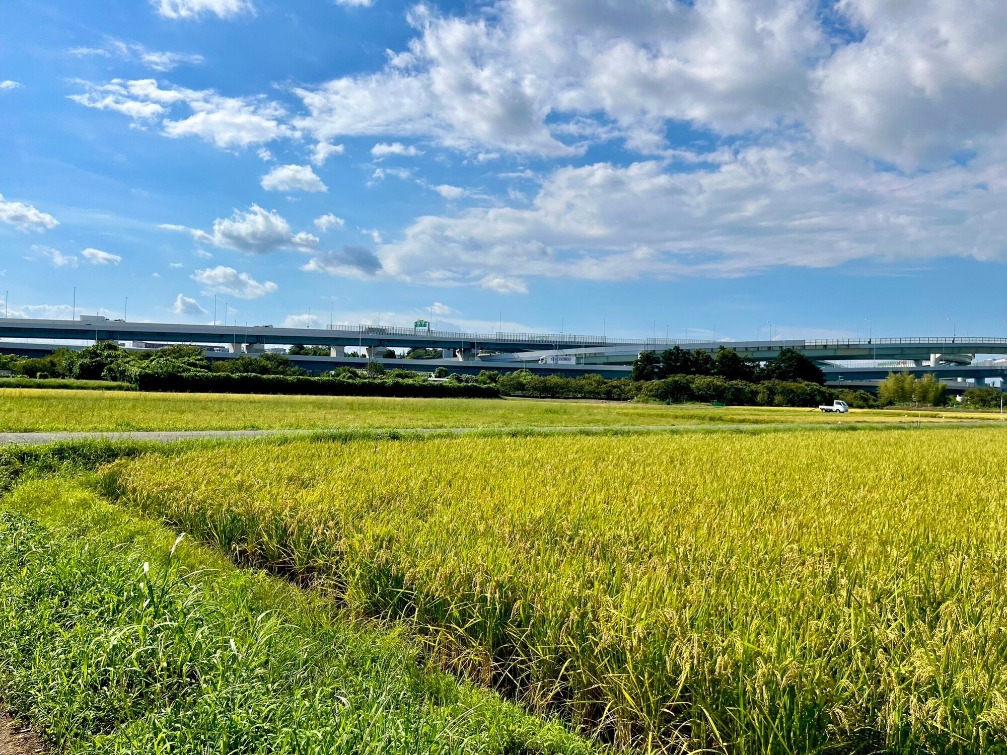 Rice fields (Aoba Ward)