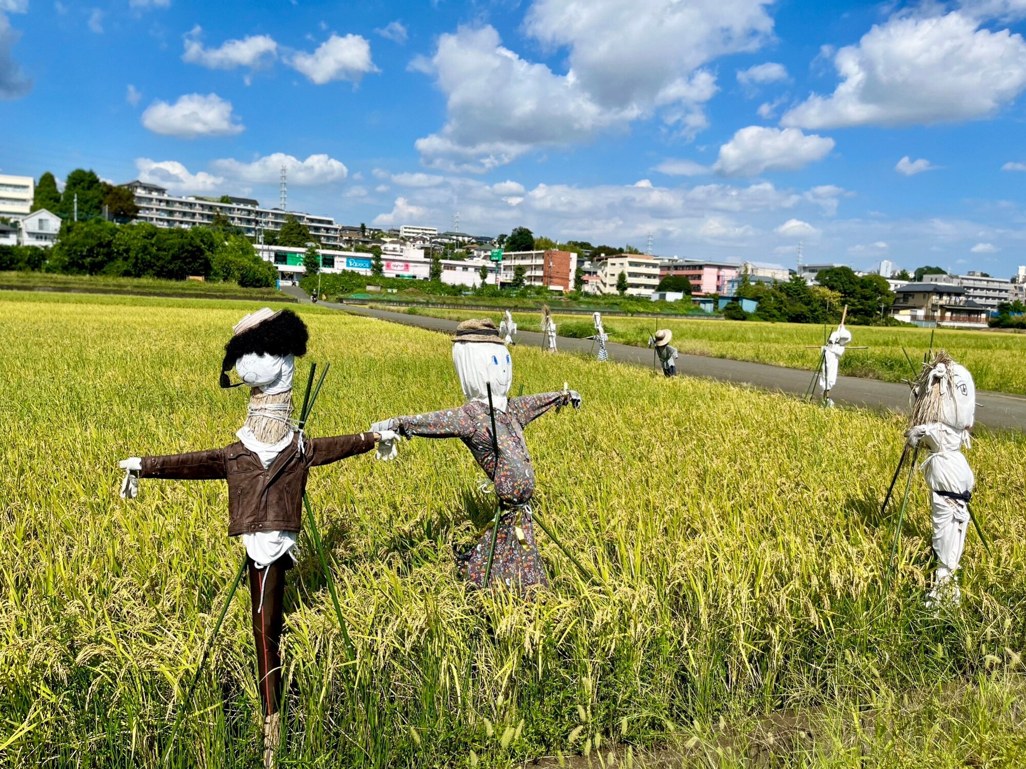 Rice fields (Totsuka Ward)