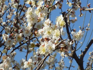 梅の花の写真