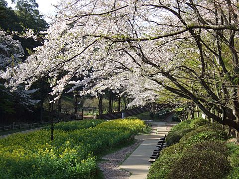 Photo of flower garden