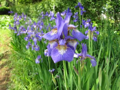 Photo of iris