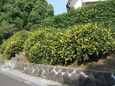 ビヨウヤナギの写真