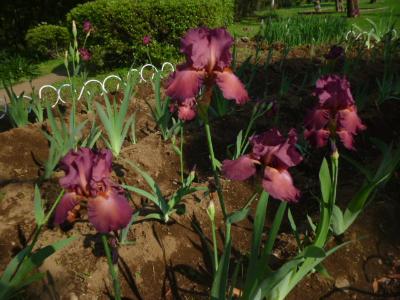 ジャーマンアイリスの写真