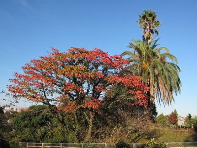 Fotografia dos sucedâneos de Rhus