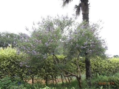 Fotografía del árbol del cáñamo