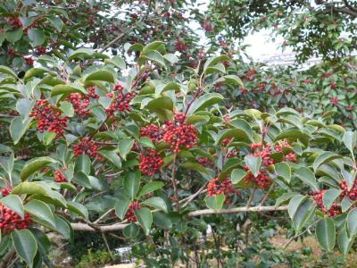 Fotografía de la rotonda de Ilex