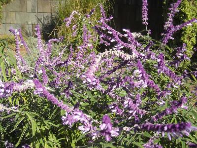 植物紹介 メキシカンセージ 横浜市