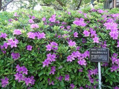 植物紹介 オオムラサキツツジ 横浜市