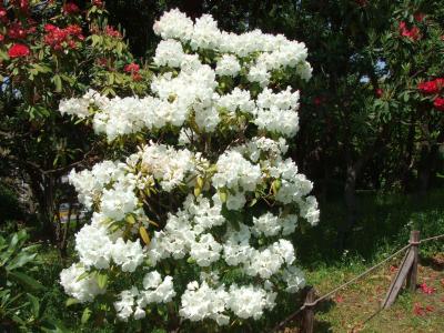 Photo of rhododendron