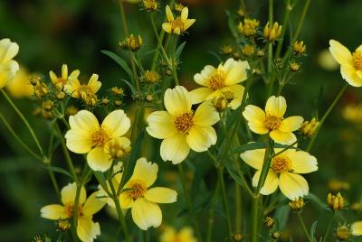 Photograph of winter cosmos