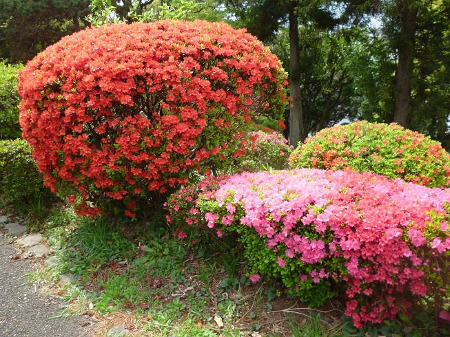 杜鹃花的照片