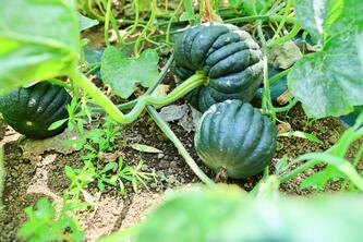 kabocha