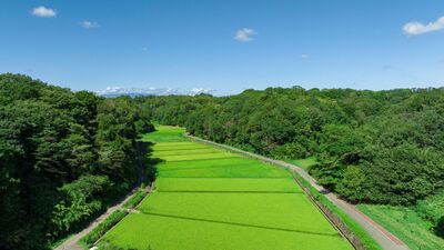 Agricultural landscape typical of Yokohama