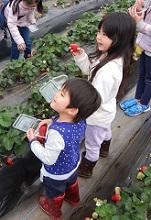 イチゴ収穫を楽しむ参加者の様子