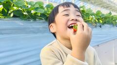[形象圖片]吃草莓的笑臉的兒童