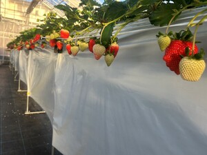 園内の様子の写真