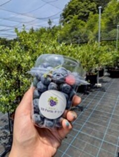 ブルーベリー