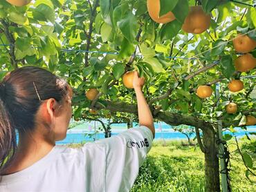 果実のもぎとり体験