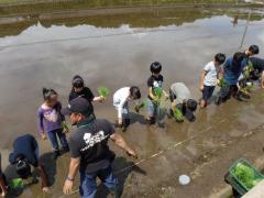 田植えの画像