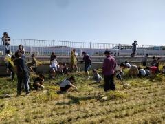 稲刈りの画像「