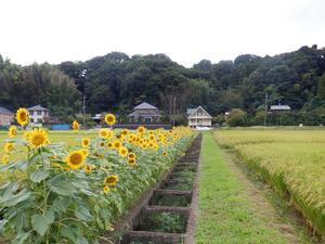 ヒマワリの画像１