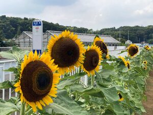 ヒマワリの画像2