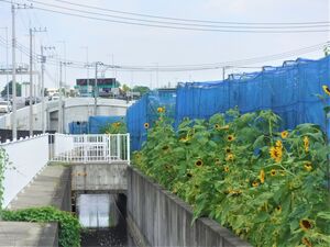 ヒマワリの画像３